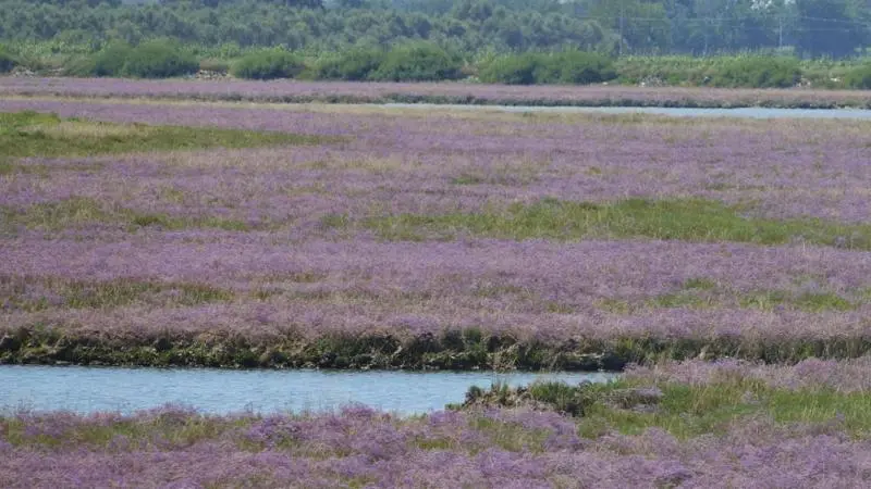 fioritura di erica marina in laguna